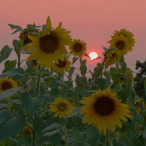 Meet your Posher, Jodie